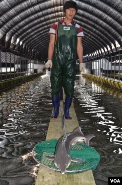 A sustainable aquaculture operation in South Korea where sturgeon are raised to produce caviar in Chungju, South Korea 2011 (Photo: Steve Herman/ VOA)