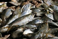 In this Tuesday, Nov. 26, 2019 photo, Menhaden are stacked in a hold of the Windmill Point menhaden fishing boat at Omega Protein's menhaden processing plant on Cockrell's Creek in Reedville, Va.