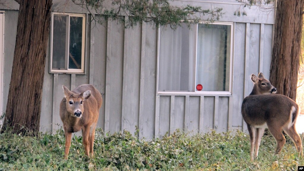 Nai đuôi trắng ăn cỏ tại sân trước một ngôi nhà ở Southold New York.