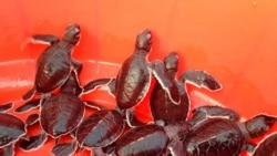 Baby turtles gather in a basket before being released to the sea in Karachi, Pakistan November 17, 2021. Picture taken November 17, 2021. REUTERS/Waseem Sattar