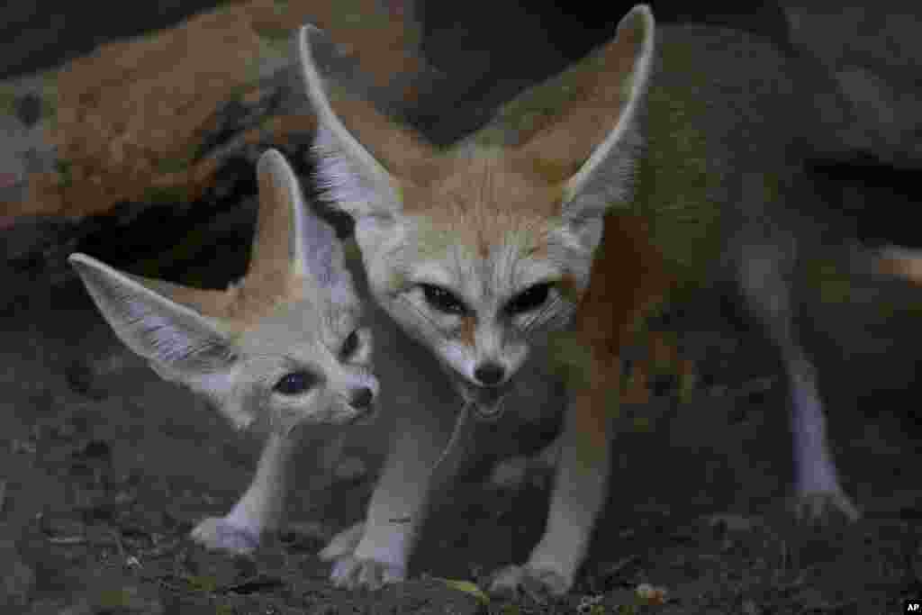 A six-week-old Fennec fox, the smallest species of foxes, and a native to the Sahara desert in Africa, looks as its mother eats in the Ramat Gan Safari Park near Tel Aviv, Israel.