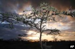 Trees like the Acacia Drepanolobium, common in Kenyan highlands savanna, help absorb carbon from the atmosphere that causes global warming.