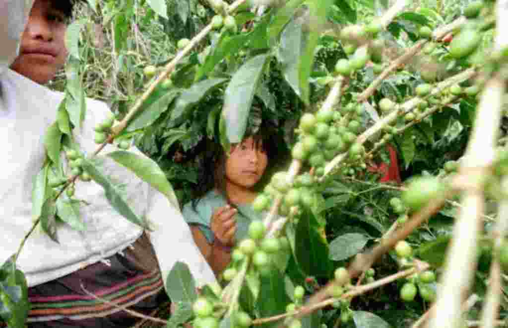 Los niños prenden los granos de café en Chiriquí, la provincia más occidental de Panamá, que limita con Costa Rica.