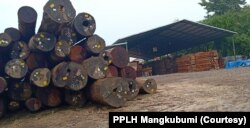 Kayu bulat yang ada di perusahaan kayu di Gresik (Foto: Courtesy/PPLH Mangkubumi)