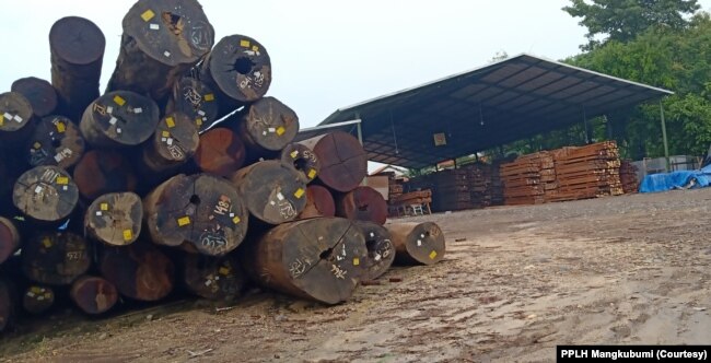 Kayu bulat yang ada di perusahaan kayu di Gresik (Foto: Courtesy/PPLH Mangkubumi)