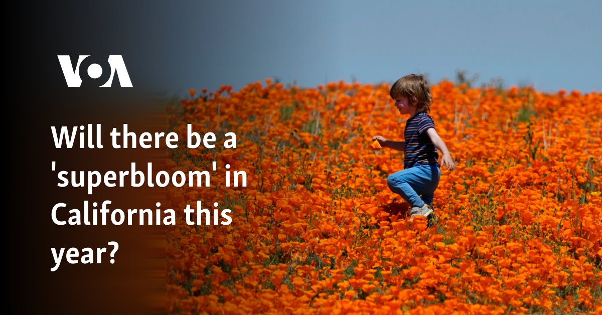 Will there be a 'superbloom' in California this year?