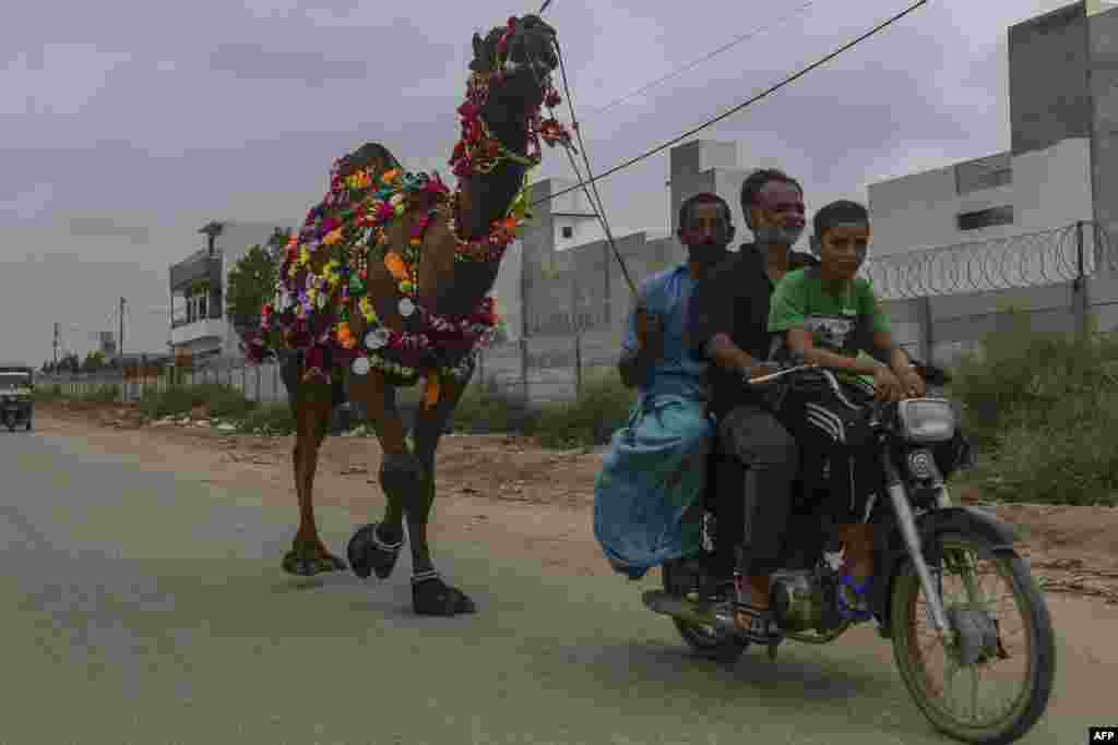 People take home a sacrificial camel from a cattle market ahead of the Muslim festival of Eid al-Adha in Karachi, Pakistan.