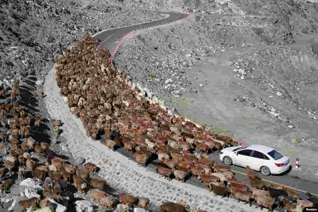 Sheep crowd along a road near a mine pit during their seasonal migration, in Altay Prefecture, Xinjiang Autonomous Region, China.