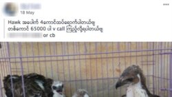 မြန်မာအပါအဝင် တောရိုင်းတိရစ္ဆာန် ရောင်းတဲ့ကြော်ငြာတွေ Facebook ဖယ်ရှား