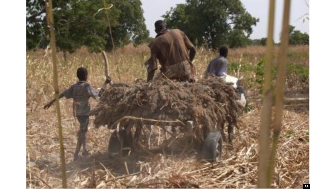 A Nigerien farmer takes home his harvest of sorghum. The superior stress-resistant traits of sorghum make it a good candidate for the hot dry regions of West Africa.