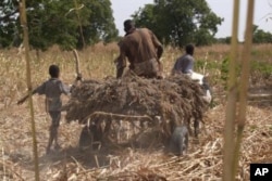 A Nigerien farmer takes home his harvest of sorghum. The superior stress-resistant traits of sorghum make it a good candidate for the hot dry regions of West Africa.