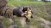 FILE: A Zimbabwean subsistence farmer holds a stunted maize cob in his field outside Harare, Jan. 20, 2016.