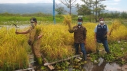 Kegiatan pemanenan padi yang ditanam dengan teknologi sawah apung di lahan sawah yang terendam luapan air danau Poso di Desa Buyumpondoli, Kabupaten Poso, Sulteng, Selasa, (12/10/2021). (Foto: VOA/Yoanes Litha)