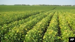 Monsanto's high-omega-3 soybeans