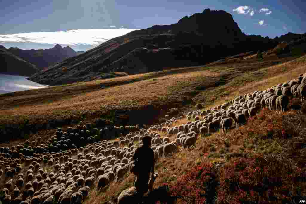 Gaetan Meme, 24 years old, herds a flock of sheep in the mountains near the Col du Glandon, in the French Alps.