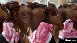 Sekelompok peternak laki-laki berdiri di sebelah unta-unta untuk mengikuti Festival Unta Raja Abdulaziz di Wilayah Rimah, timur laut Riyadh, Arab Saudi, 19 Januari 2018.