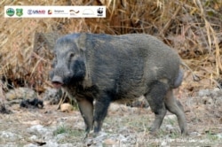 A wild pig. (World Wildlife Fund)