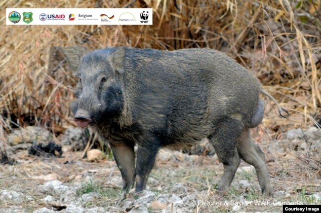 A wild pig. (World Wildlife Fund)