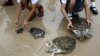 Thailand Celebrates King's Birthday by Releasing 1,066 Turtles