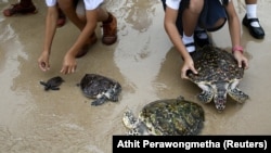 Children release sea turtles at the Sea Turtle Conservation Center as part of the celebrations for the upcoming 65th birthday of Thai King Maha Vajiralongkorn, also known as King Rama X.