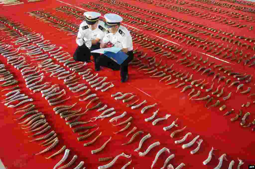 This undated photo shows customs officers checking on smuggled antelope horns in Harbin in China&#39;s northeastern Heilongjiang province. Chinese customs authorities said they seized 156 prehistoric mammoth tusks from a truck entering from Russia in one of the country&#39;s largest such hauls.