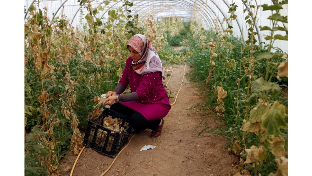 Ibu tunggal Irak Marwa Raed Taha, bekerja di pertanian, di kota Balad, Irak, 11 Mei 2021. (Foto: REUTERS/Saba Kareem)