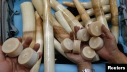 FILE - Thai customs officers show seized ivory during a news conference at the customs office in Bangkok.