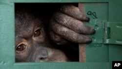 Cola, orangutan betina berusia 10 tahun, mengintip dari dalam kandangnya di bandara Suvarnabhumi, Bangkok, Thailand saat akan diberangkatkan ke Indonesia, Jumat, 20 Desember 2019.