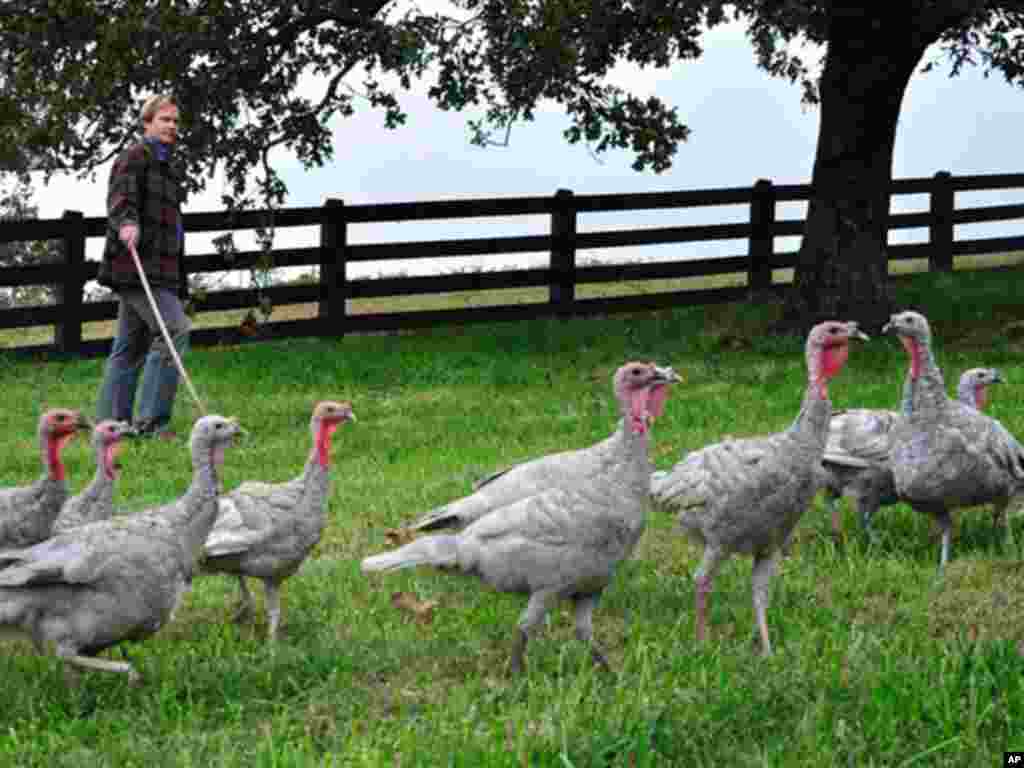 A farmer tends to his turkeys. (Reuters)