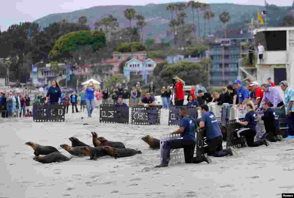 Fourteen sea lions, which were rescued by the Pacific Marine Mammal Center, are released back to their ocean home in Laguna Beach, California, June 2, 2015.