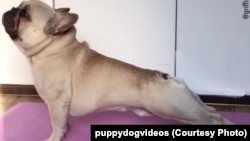 Кадр з відео оприлюдненого на puppydogvideos
