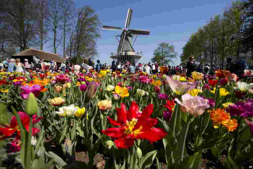 بازدید گردشگران از باغ گل های بهاری در هلند