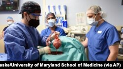 Anggota tim bedah menunjukkan jantung babi untuk transplantasi ke pasien David Bennett di Baltimore pada 7 Januari 2022. (Foto: Mark Teske/University of Maryland School of Medicine via AP)