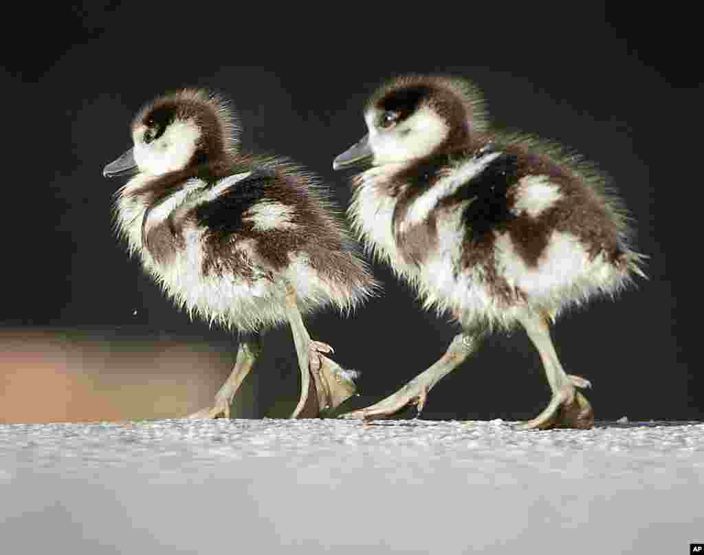 Two Egyptian goslings walk along the river Main in Frankfurt, Germany.