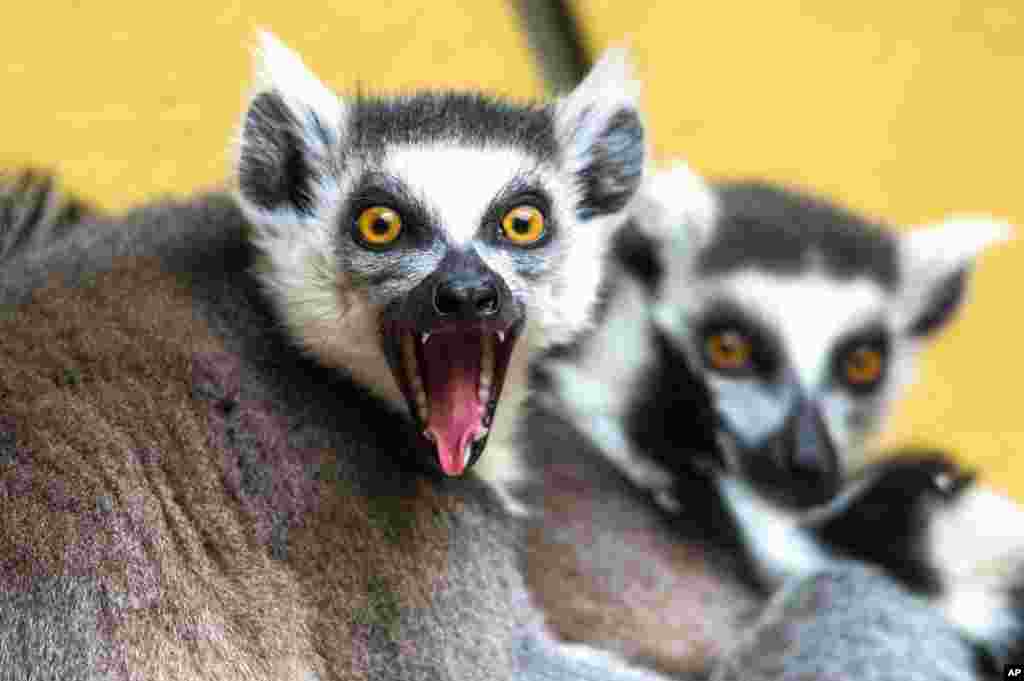 Ring-tailed lemurs sit in their enclosure in the zoo in Straubing, southern Germany.