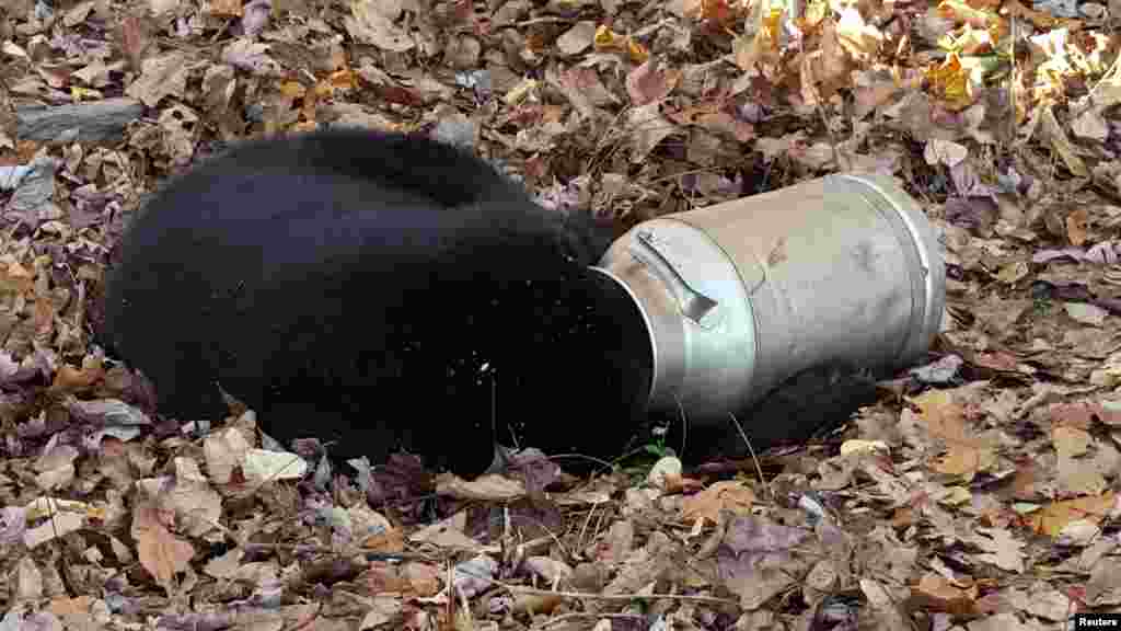 A black bear is pictured with its head stuck in a milk can near Thurmont, Maryland, USA, in this Nov. 16, 2015 handout photo released by Maryland Wildlife and Heritage Service. Maryland Department of Natural Resource workers tranquilized the bear before using an electric hand saw to cut the milk can off. The bear recovered consciousness and walked off unharmed.
