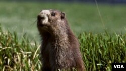 El Día de la Marmota se celebra el segundo día de febrero en ciudades y poblados de Estados Unidos y Canadá.