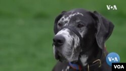 Dog Adoptions Spike in US Amid Coronavirus Pandemic