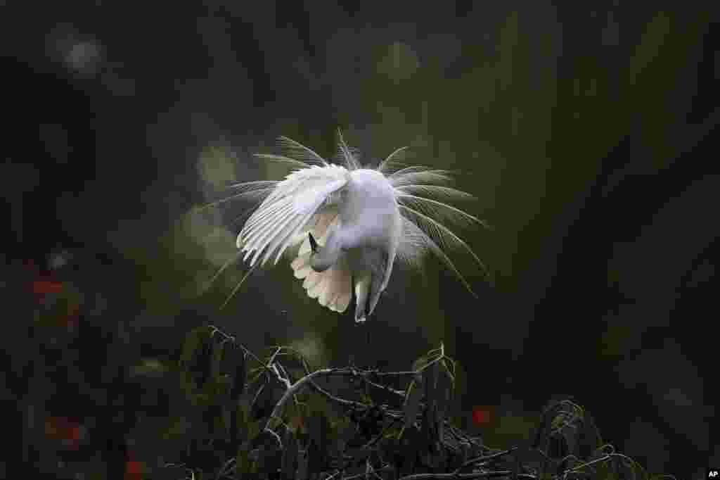 An egret preens itself as it stands on a branch along the River Brahmaputra in Gauhati, India.