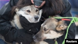 FILE - Handler Connie LaRose hugs the sled dogs before the official start of the 2015 Iditarod Trail Sled Dog race in Fairbanks, Alaska, March 9, 2015. 