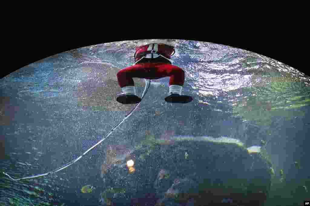 A diver dressed as Santa Claus surfaces after swimming in the Coral Garden tank at the South East Asia Aquarium of Resorts World Sentosa, a popular tourist attraction in Singapore, Dec. 24, 2013.