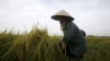 เวียดนามเตรียมปฏิรูป 'กระบวนการปลูกข้าวลุ่มแม่น้ำโขง' เพิ่มผลผลิตรับมือภาวะโลกร้อน
