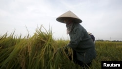 A farmer harvests rice on a paddy field in Vinh Ngoc village, outside Hanoi, Vietnam June 2, 2015.