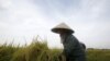 12 tỉnh xin gạo cứu đói cho thấy bất cập trong 'phân phối lợi nhuận'