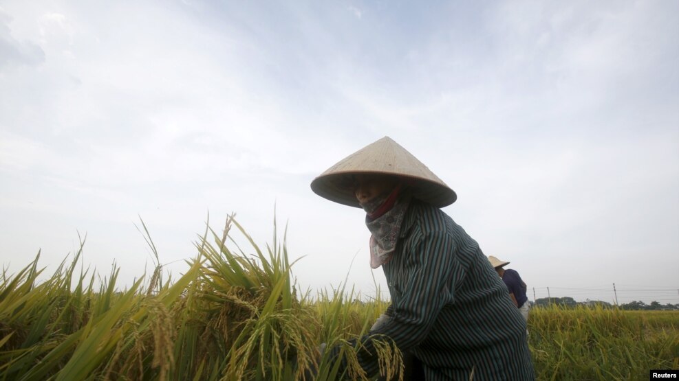 Sự phân hóa giữa người giàu người nghèo, giữa vùng miền ngày càng nới rộng ra. Trong ảnh, một nông dân thu hoạch lúa ở ngoại thành Hà Nội.