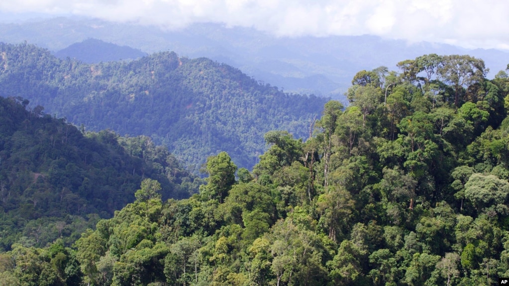 Gambar Sketsa Hutan Tropis Terlengkap