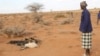Official Says 80 Percent of Livestock Dead in Somaliland