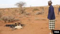 Man looks at carcass of his goats which died due to the severe drought in the Togdher region of Somaliland. (Photo: A. Osman / VOA)