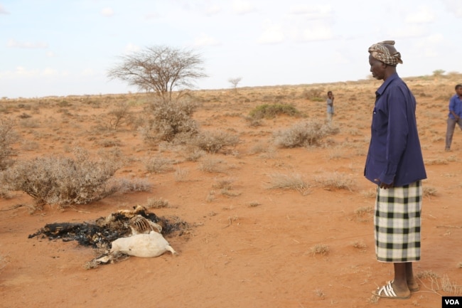 Man looks at carcass of his goats which died due to the severe drought in the Togdher region of Somaliland. (Photo: A. Osman / VOA)