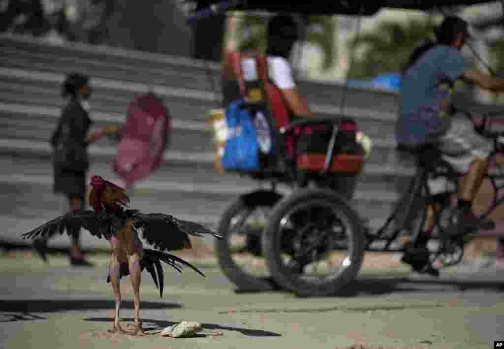 A fighting rooster waits in the sun for his next fight, in Havana, Cuba.